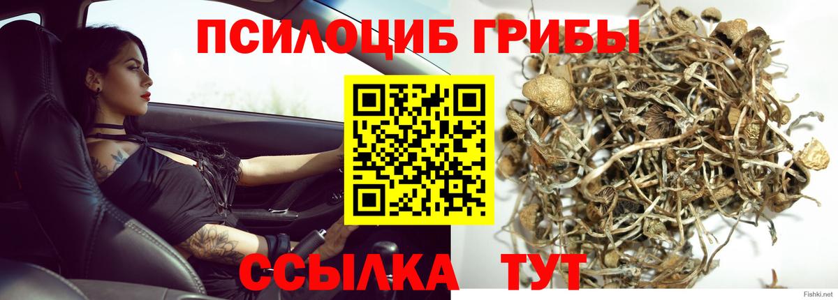 Псилоцибиновые грибы прущие грибы Нерюнгри